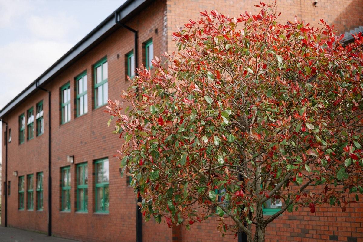 Crann agus plandaí ag fás i ngairdín na scoile / Tree and plants growing in the school garden
